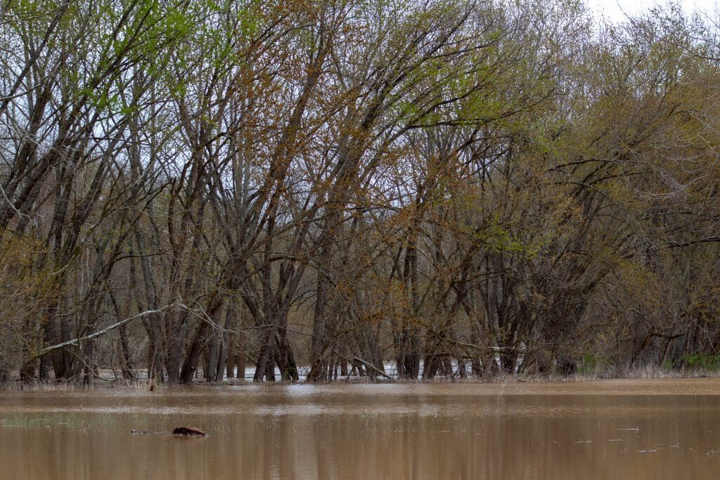 trees bud in flood water