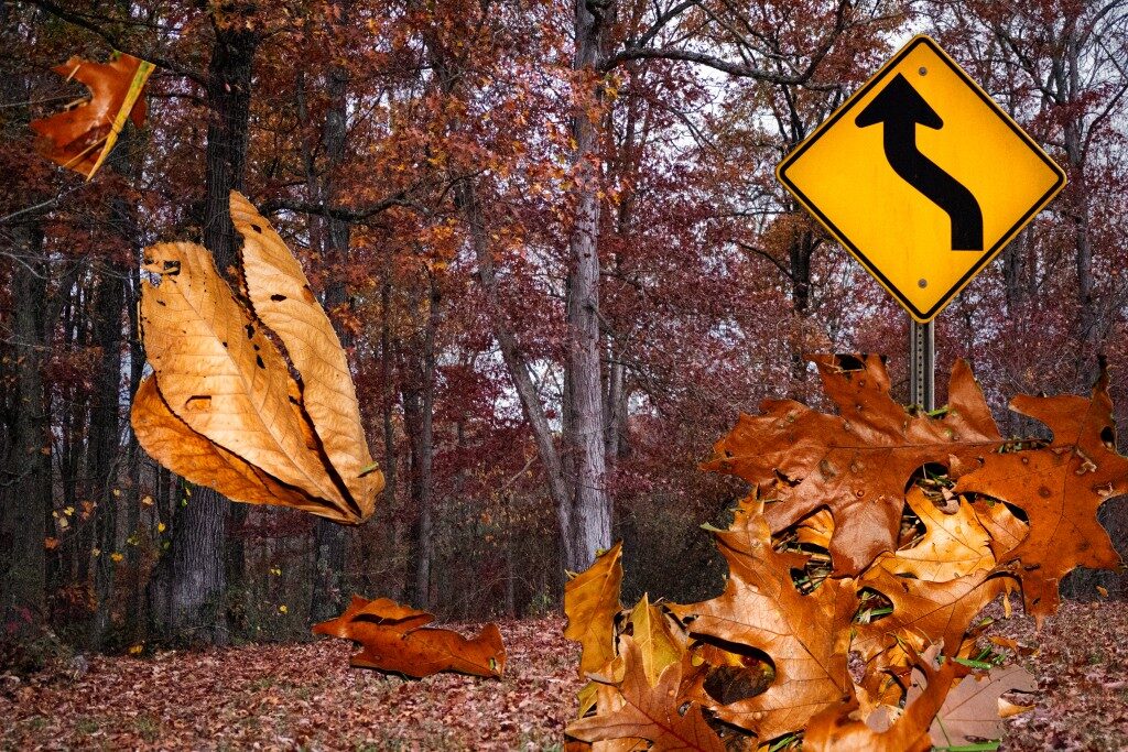 Beech and oak leaves, and a winding road sign, before a large oak tree.