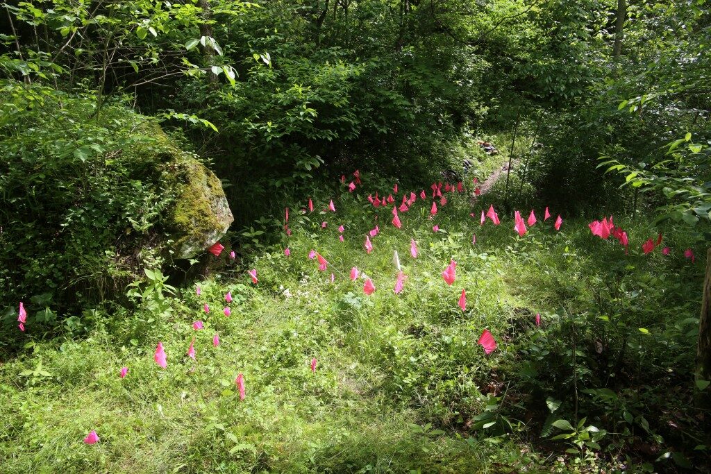 Field census of running buffalo clover.