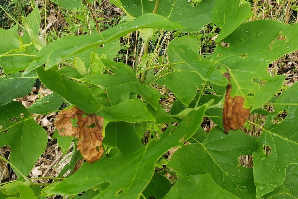Tulip popular leaves with bites in them