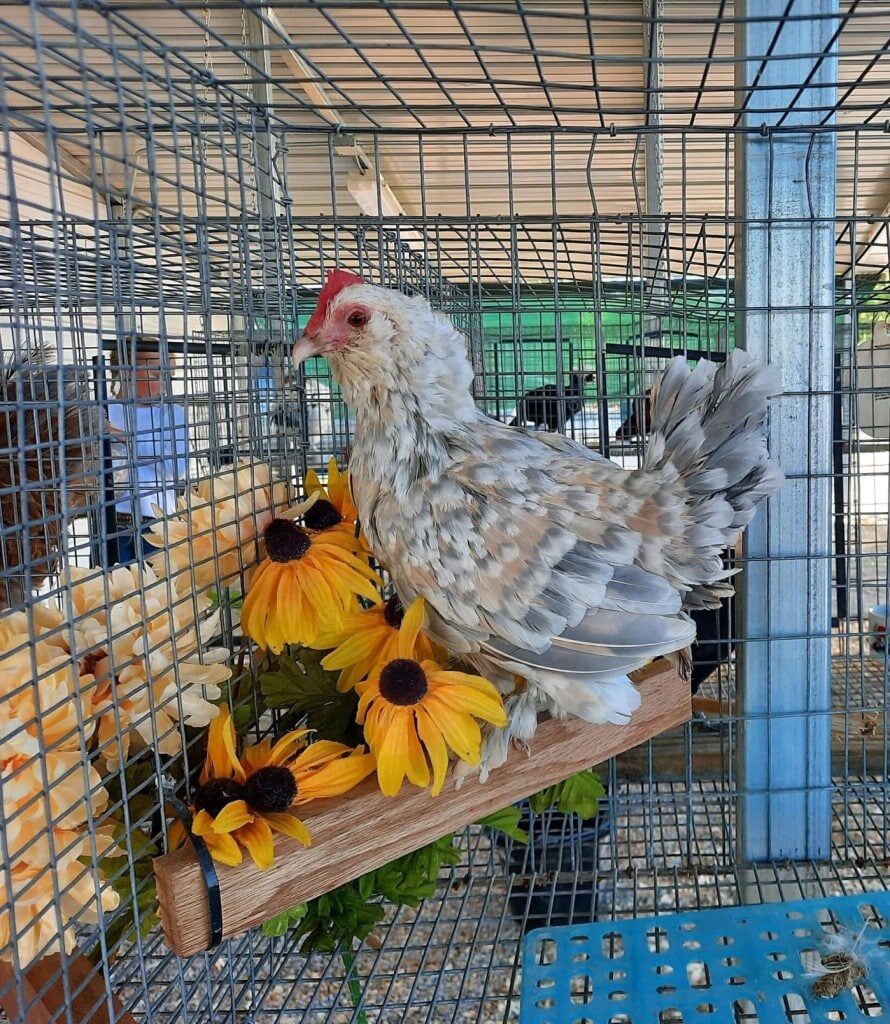 Chicken inside a cage