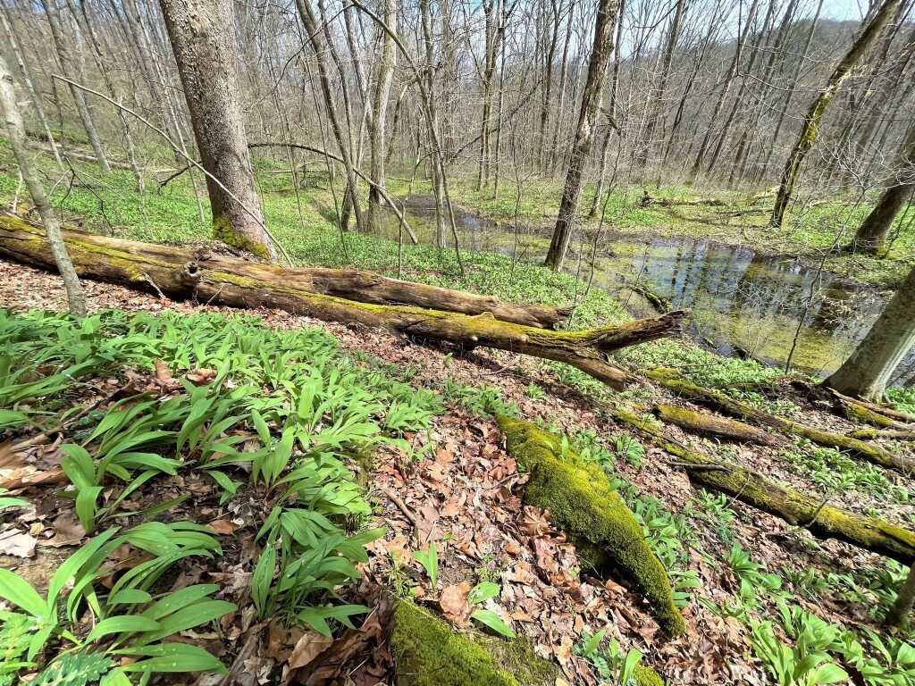 Photo of ramps growing on a wooded hillside. 