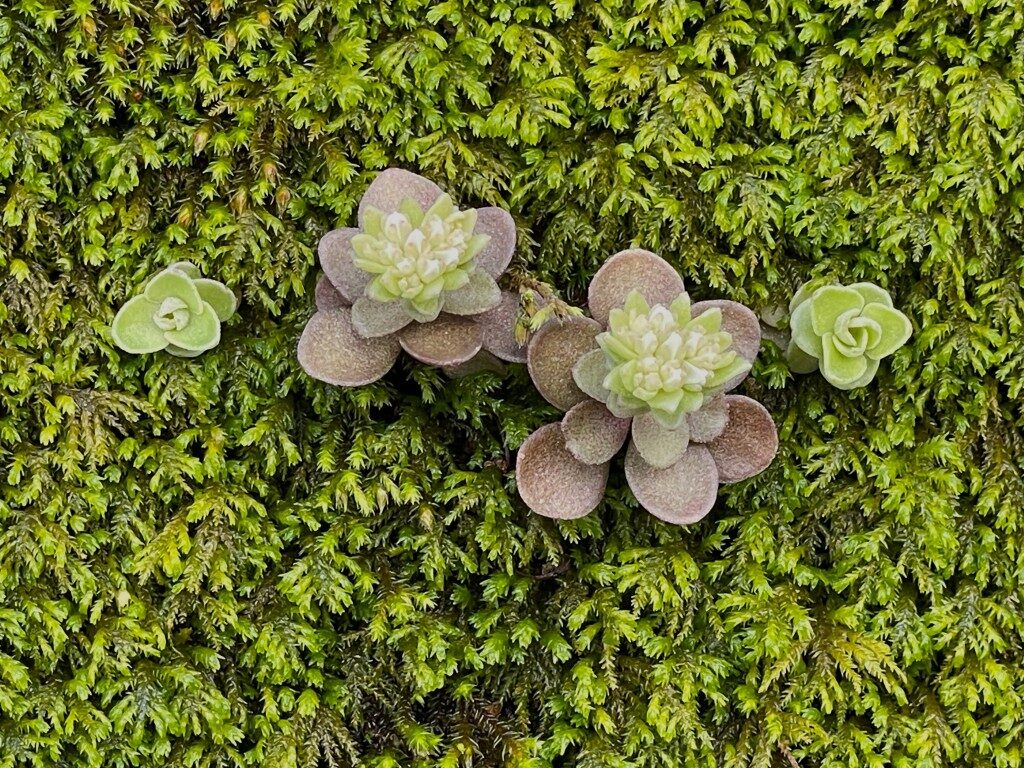 Photo of sedum and moss.