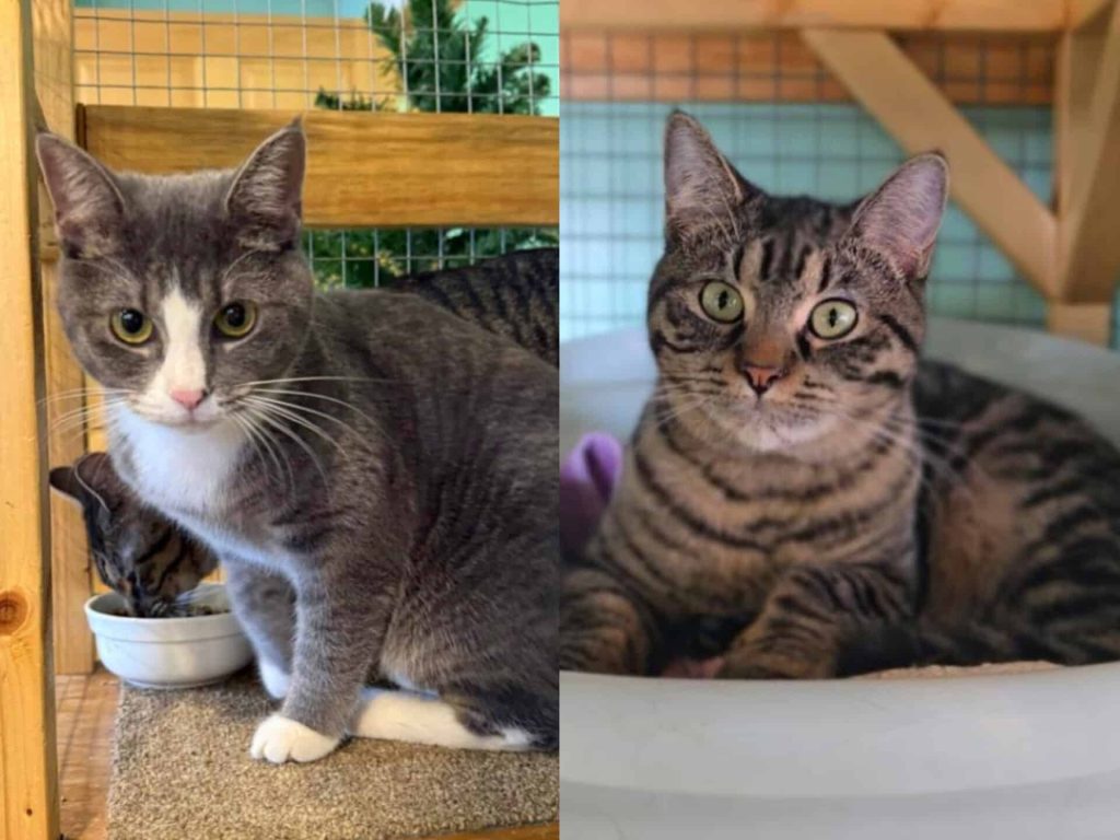 Cats of the week: Sarah and Savannah