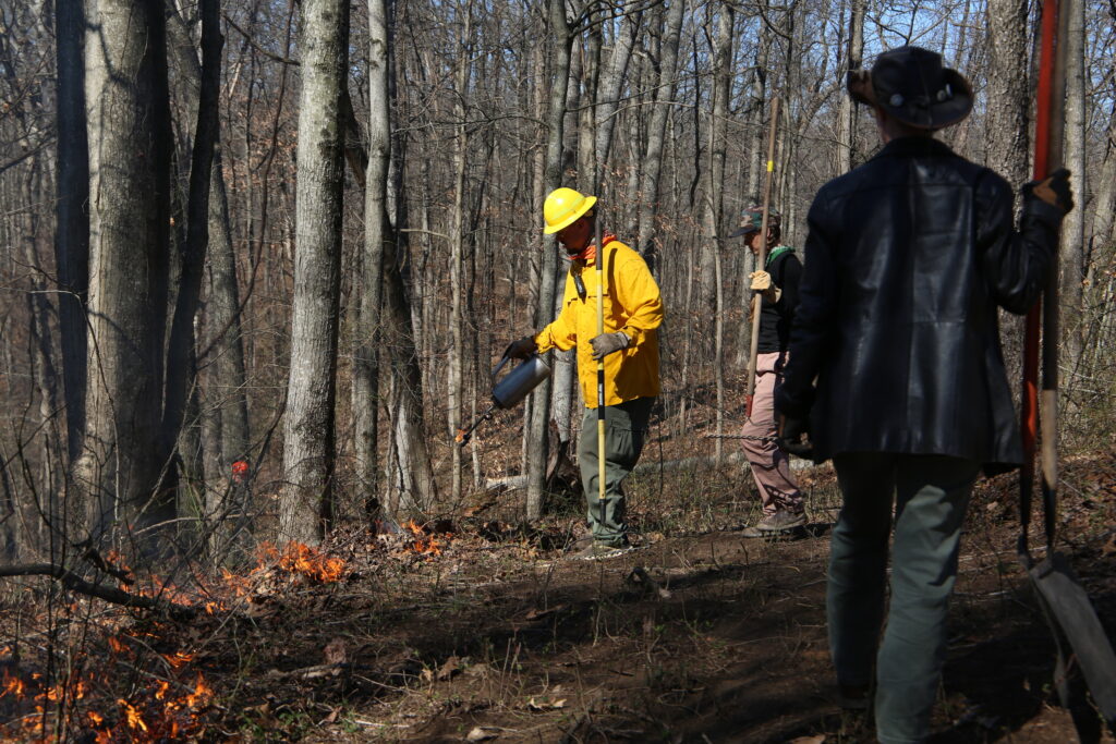 Badger Johnson uses a drip torch to ignite a prescribed burn