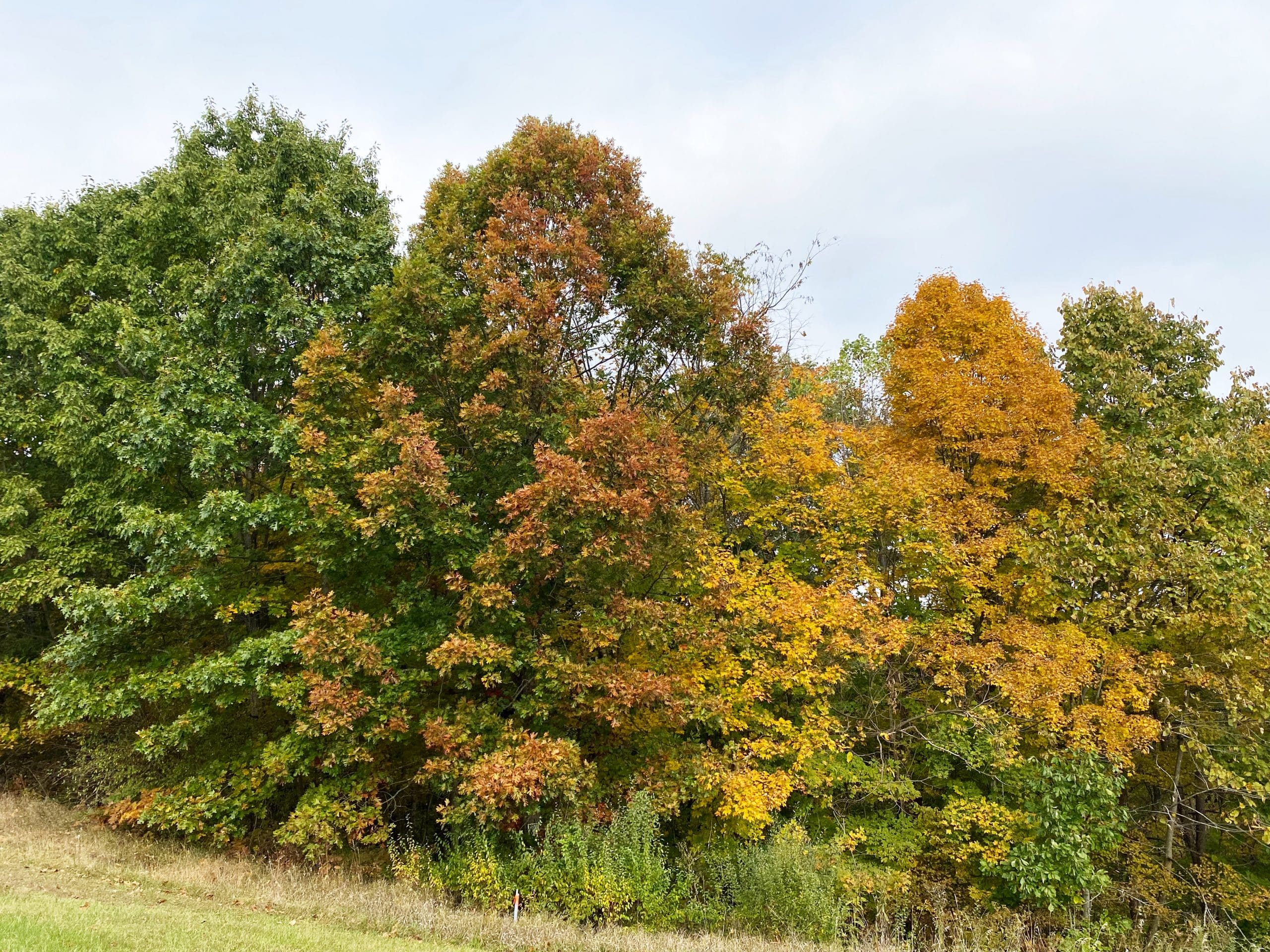 Fall colors in Athens county