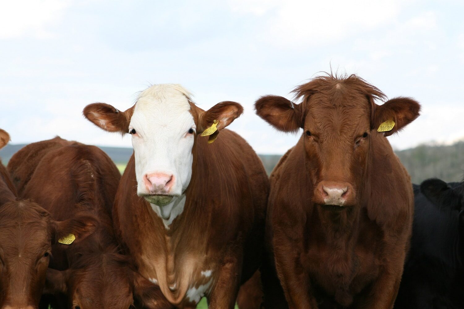 photo of cows in a field