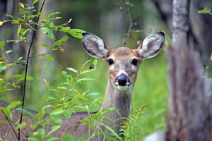 Sick deer in Athens County: historic outbreak impacts hunting season
