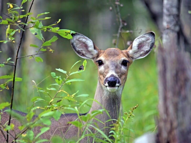 photo of white tail deer in the forest