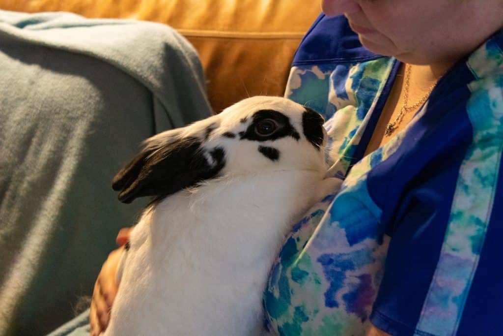 Rabbit rescue gives hope to county's pets and people