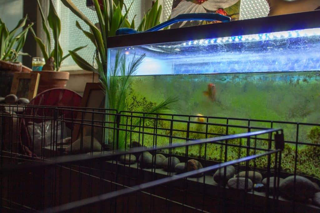 a fish overlooks Izzy from its tank. The tank is on top of a desk next to Izzy's enclosure.