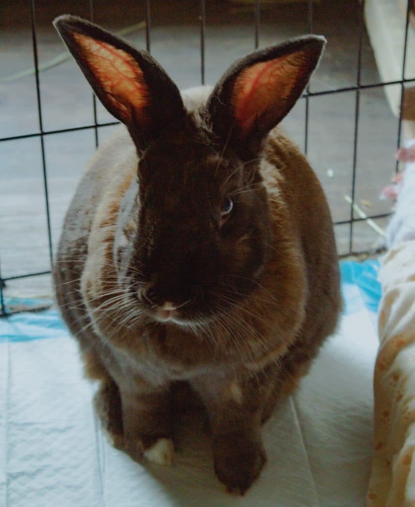 A brown rabbit sits on the floor of his enclosure, facing forward.