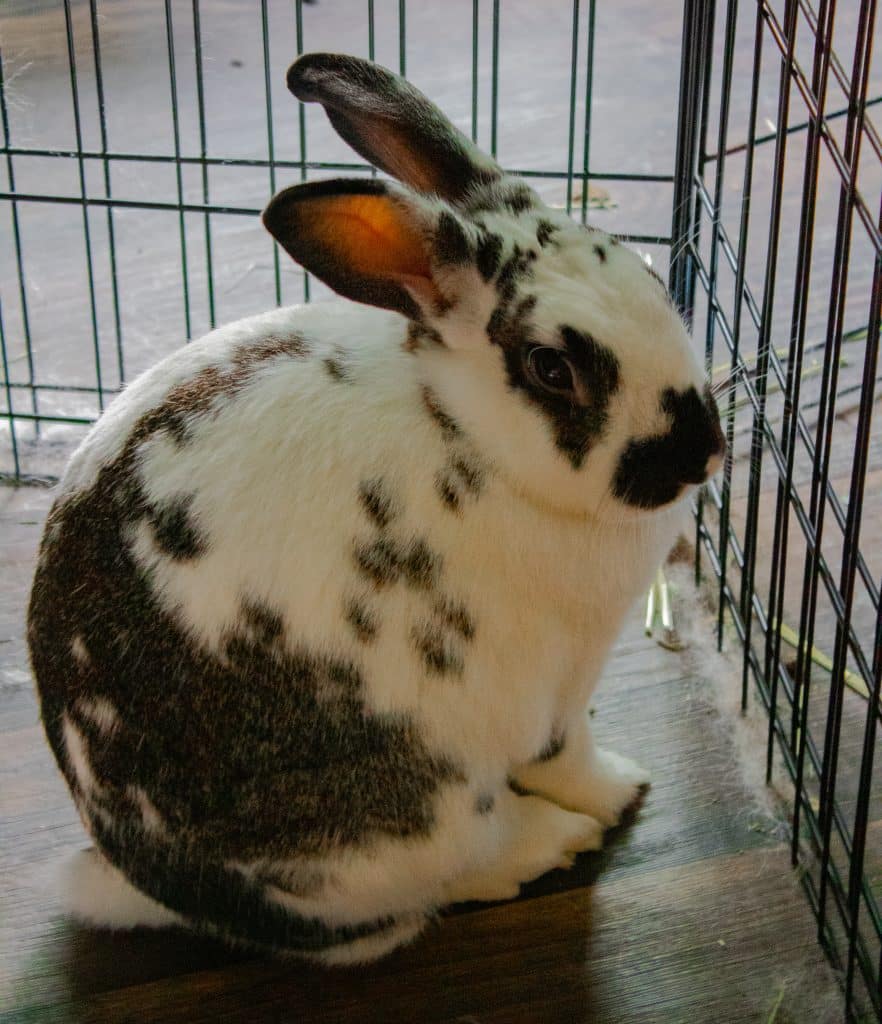 A black and White Rabbit sits on a wooden floor within her enclosure.