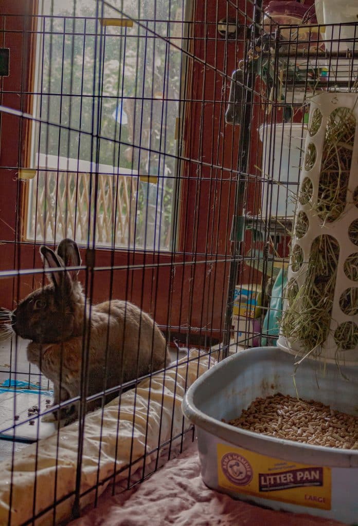 Brown Rabbit Toky Sits outside of his enclosure looking left.