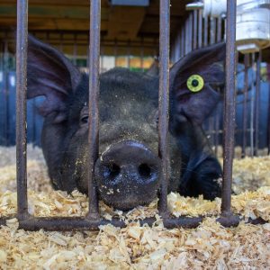 Athens County Fair in photos