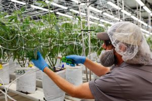 Bipartisan support proves the time is now to reschedule cannabis