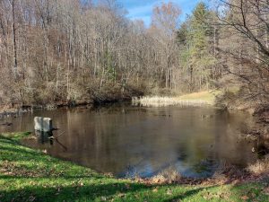 City effort pays off for park pond — and city gardeners