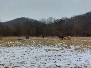 Humane society advises improvements to Hocking College horse care