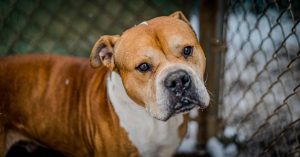 Dog of the Week: Colby