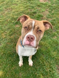 Dog of the Week: Driver