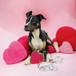 Dog of the Week: River