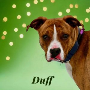 Dog of the Week: Duff