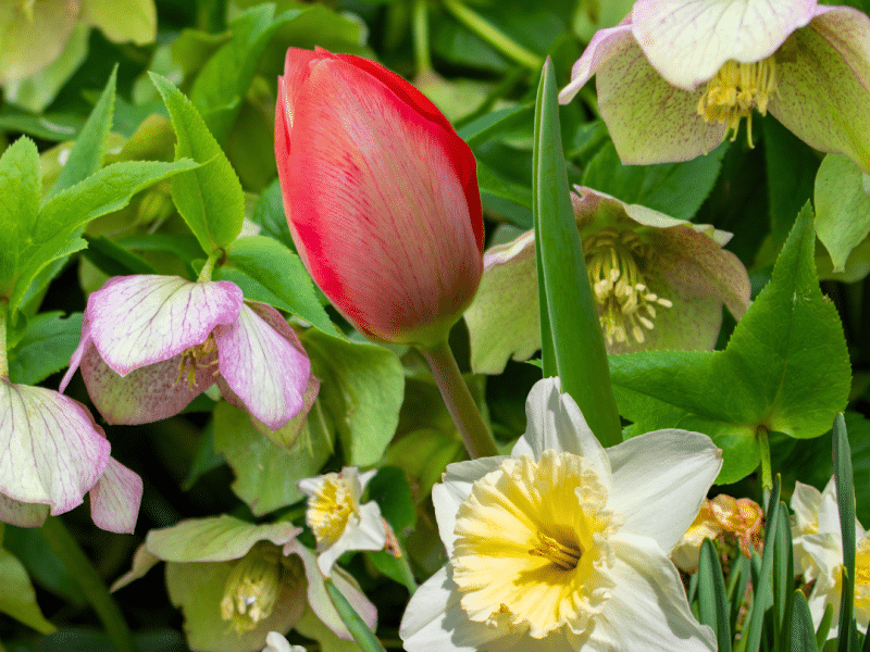 Images of flowers overlayed atop of each other, featuring yellow and white daffodils, a red tulip and yellow Lenten roses.