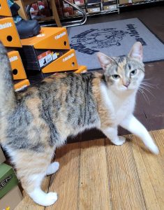 Cat of the Week: Lucia