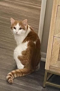 Cat of the Week: Skittles