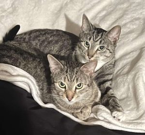 Cat(s) of the Week: Socks and Ophelia