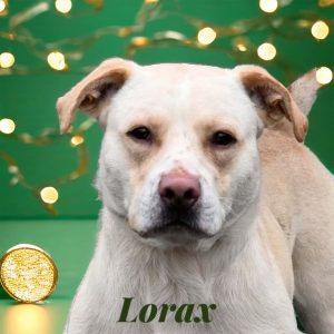 Dog of the Week: Lorax