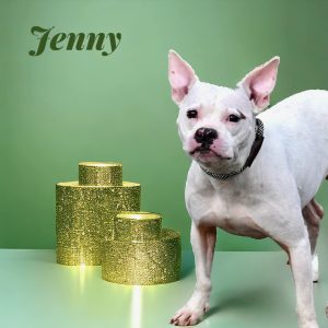 Dog of the Week: Jenny