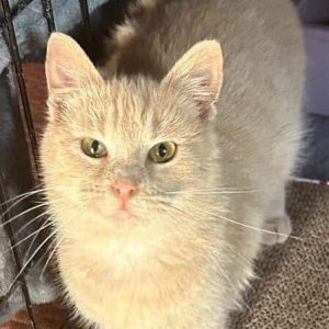 Cat of the Week: Blythe