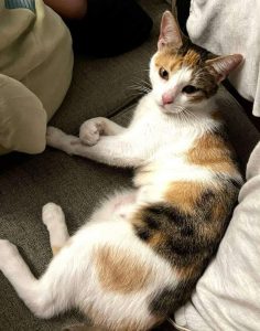 Cat of the Week: Calla