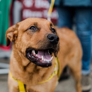 Dog of the Week: Troy