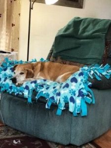 Dog of the Week: Violet