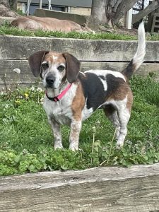 Dog of the Week: Dottie