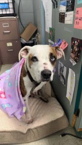 Dog of the Week: Georgie