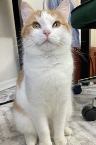 Cat of the Week: Skittles