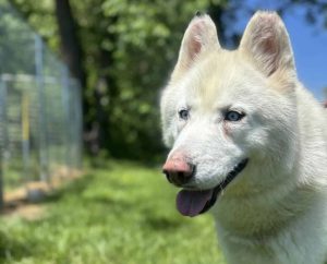 Dog of the Week: Buzz