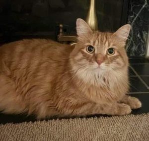 Cat of the Week: Lena