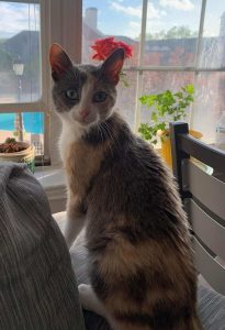 Cat of the Week: Luna