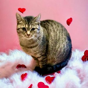 Cat of the Week: Zelda