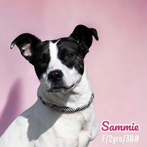 Dog of the Week: Sammie