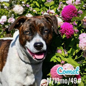 Dog of the Week: Comet