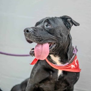 Dog of the Week: Millie