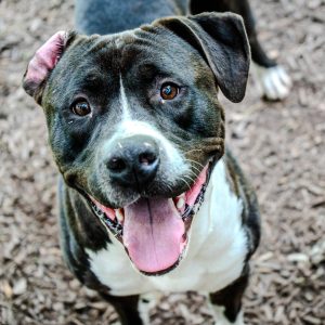 Dog of the Week: Elon