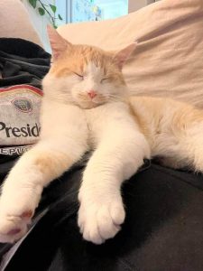 Cat of the Week: Dr. Cooper