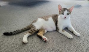 Cat of the Week: Fern