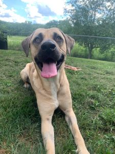 Dog of the Week: Jasper